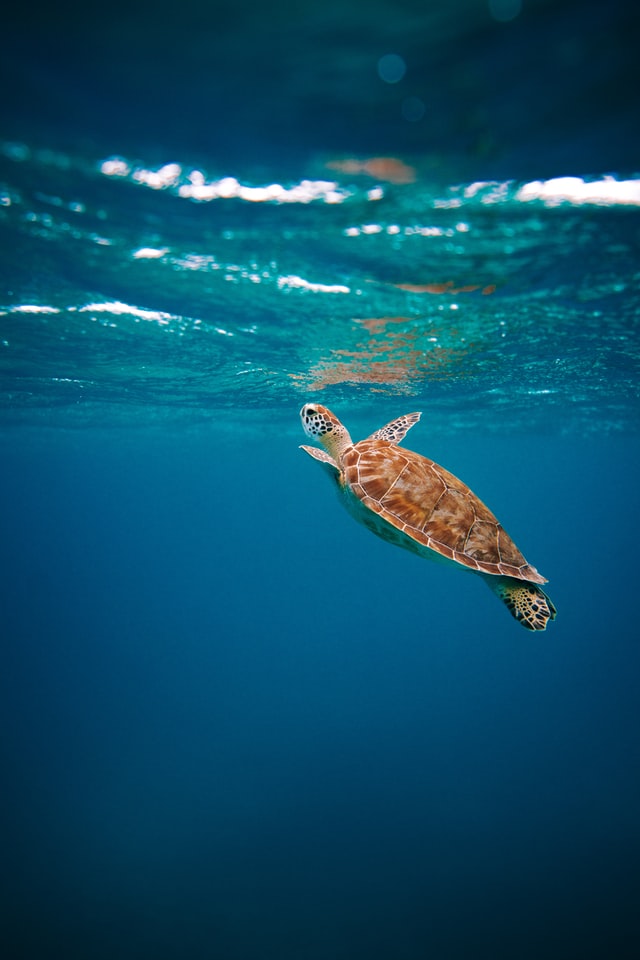 Beautiful swimming sea turtle almost reaching the surface of the blue ocean water 